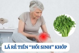 Loại lá mọc hoang đầy vườn nhưng là “khắc tinh” của bệnh xương khớp
