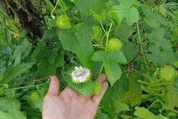 Cây mọc hoang ven đường giúp thanh nhiệt, điều hòa huyết áp