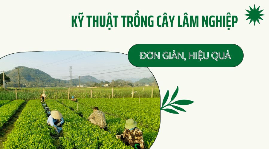 Hướng dẫn kỹ thuật trồng cây lâm nghiệp đơn giản, hiệu quả