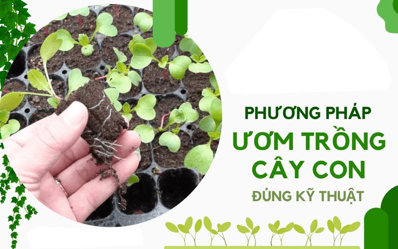 Hướng dẫn kỹ thuật ươm trồng cây con - Giúp cây phát triển khỏe mạnh