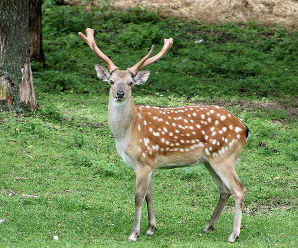 Nhung hươu Hương Sơn - Vàng của núi rừng Hà Tĩnh