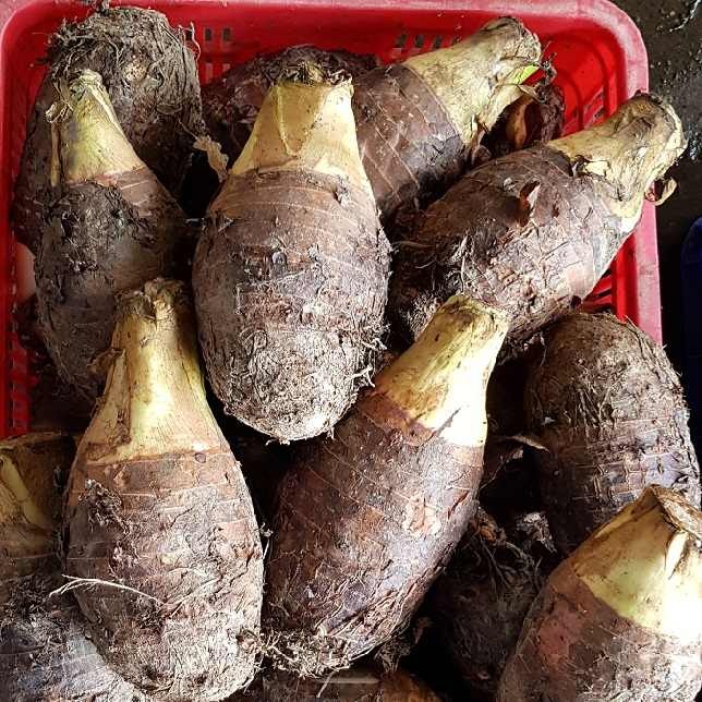 Frozen slices Taro thick 2 cm round diameter 6 to 8 cm/ Frozen High Quality Bulk Quick Frozen FOB $ 2.2 a kg