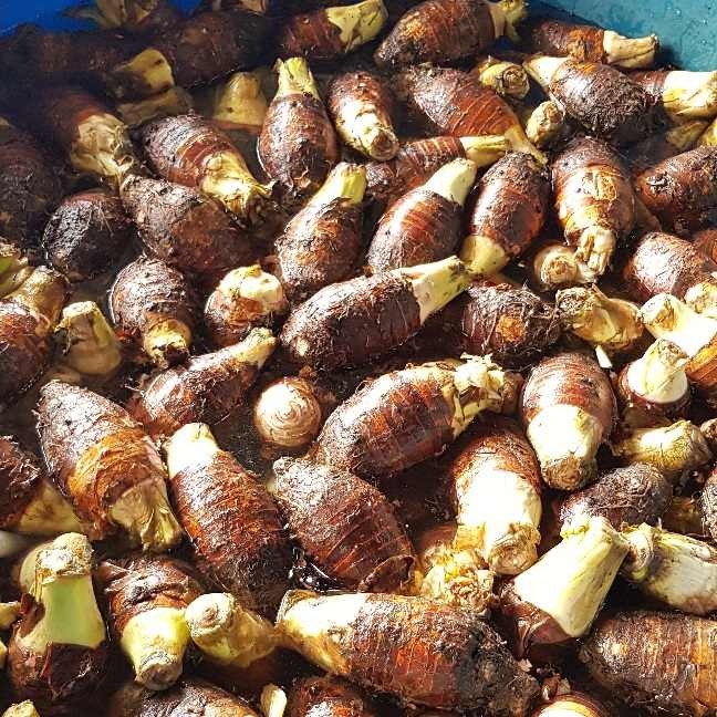 Frozen slices Taro thick 2 cm round diameter 6 to 8 cm/ Frozen High Quality Bulk Quick Frozen FOB $ 2.2 a kg