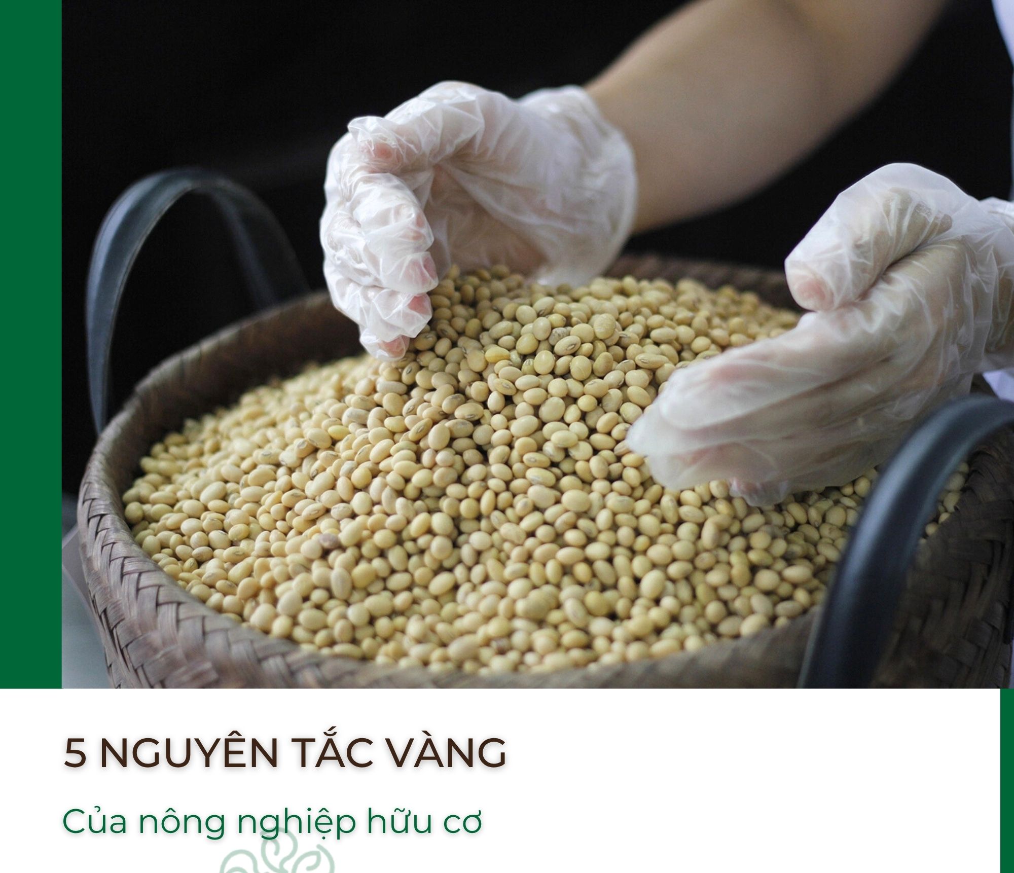 Nông nghiệp hữu cơ - 5 nguyên tắc vàng