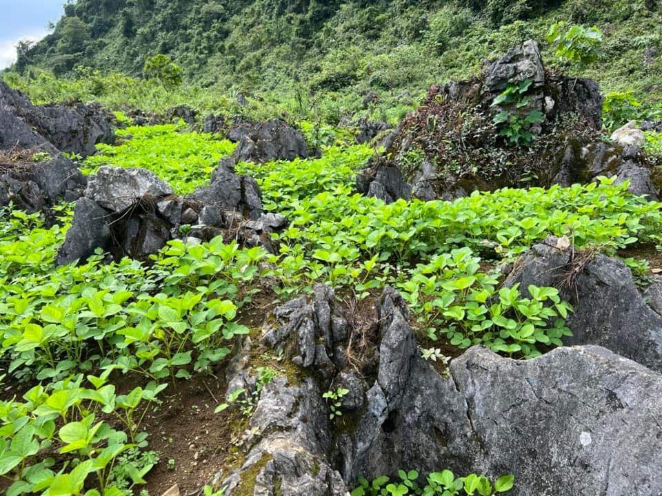 Trang trại và sản xuất