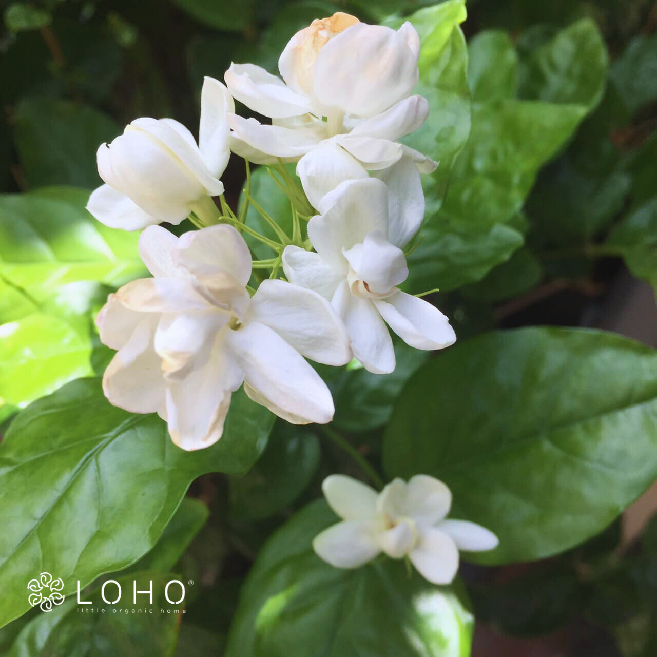 Tiêu dùng xanh - từ biết tới hiểu và thực hành - một hành trình thầm lặng