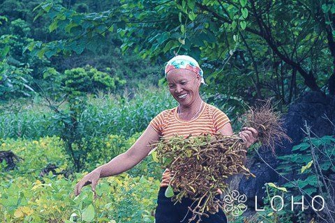 Mùa thu đỗ trên nương