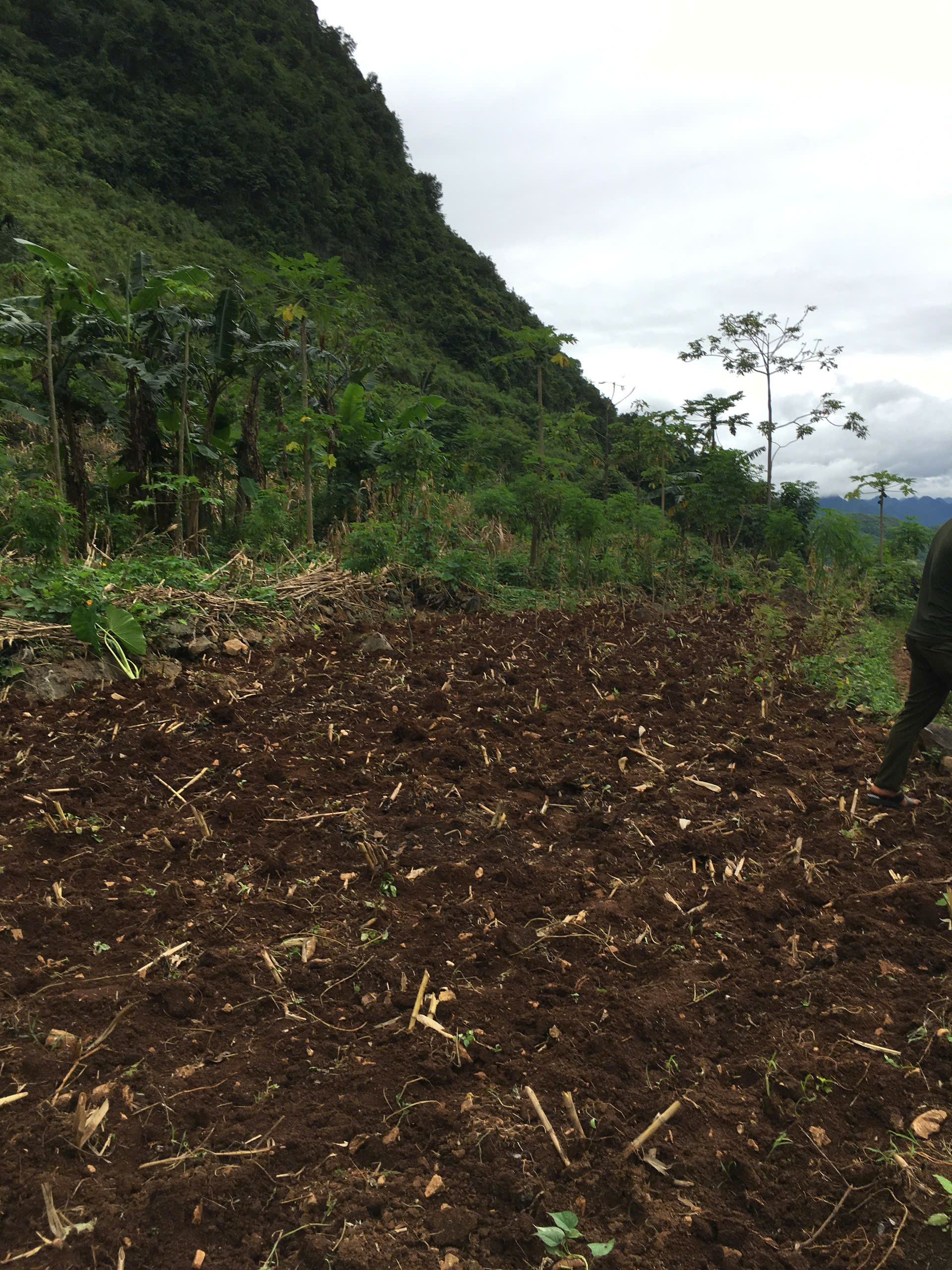 Tại sao đất trồng hữu cơ cần tới 2-3 năm để 