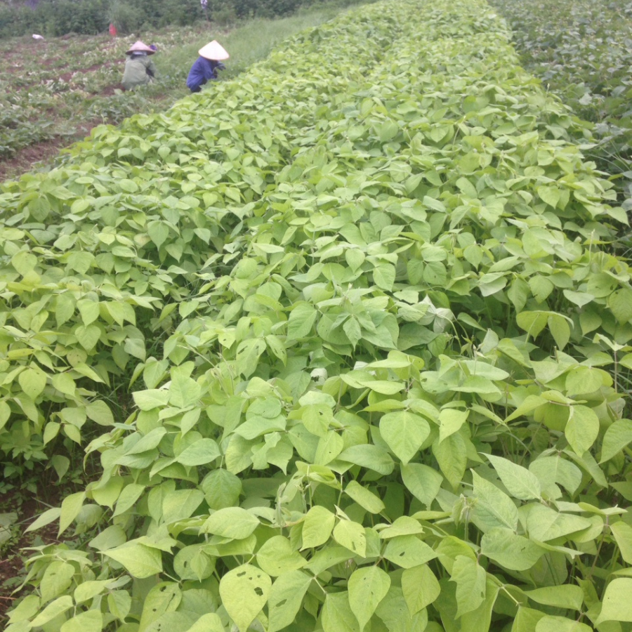 Đậu nành hữu cơ