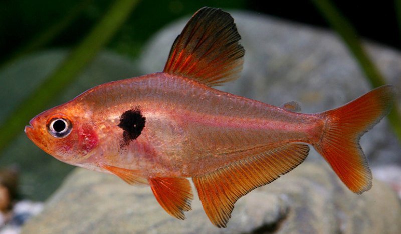 CÁ HẮC KỲ - BLACK PHANTOM TETRA