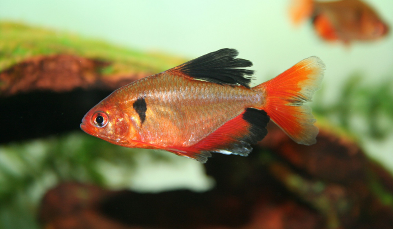 SERPAE TETRA - CÁ HỒNG NHUNG