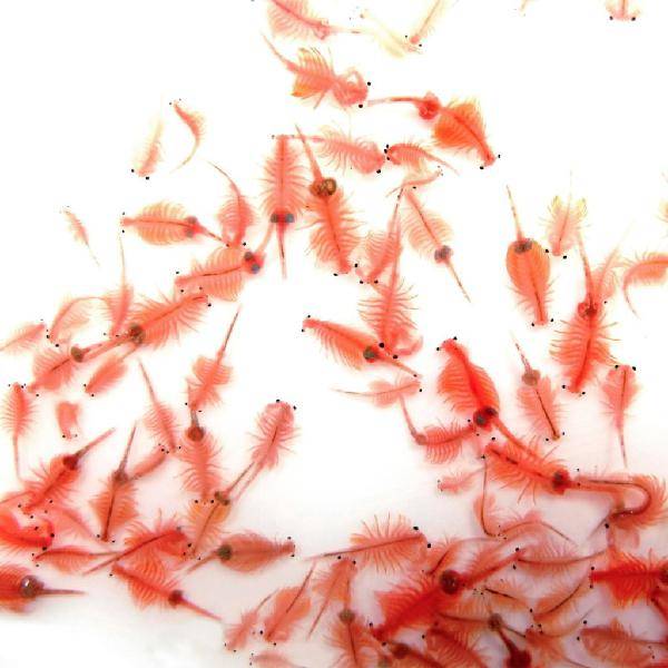 THÀNH PHẦN DINH DƯỠNG TRONG SINH KHỐI ARTEMIA
