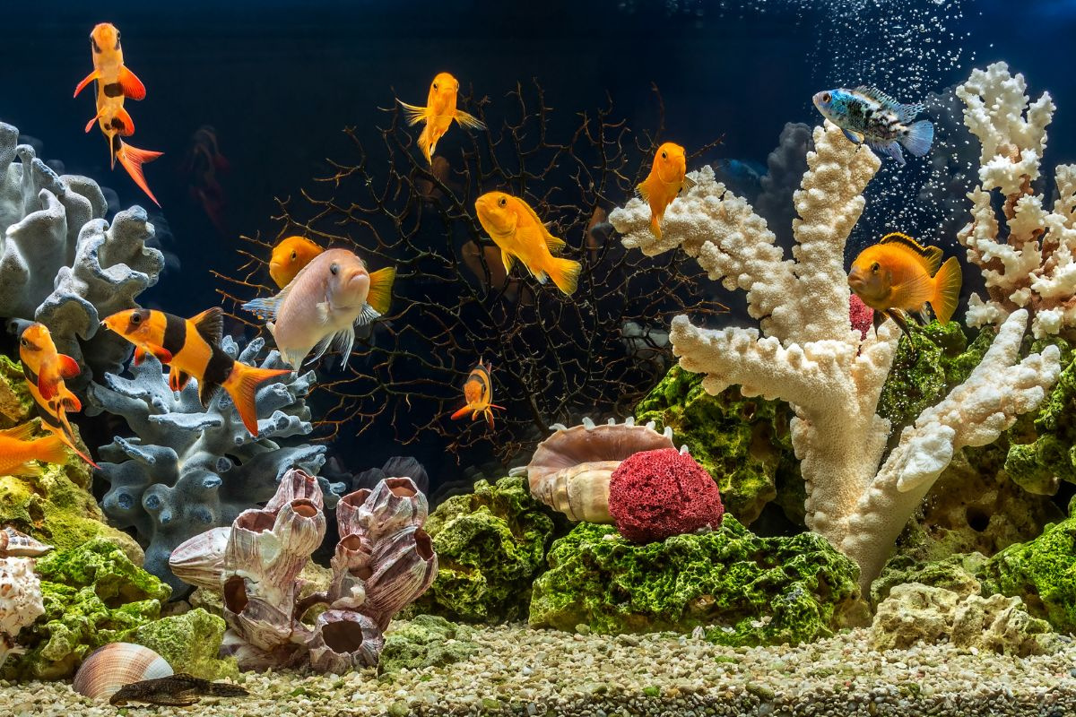 Top 23 Loài Cá Cảnh Được Yêu Thích Tại Việt Nam