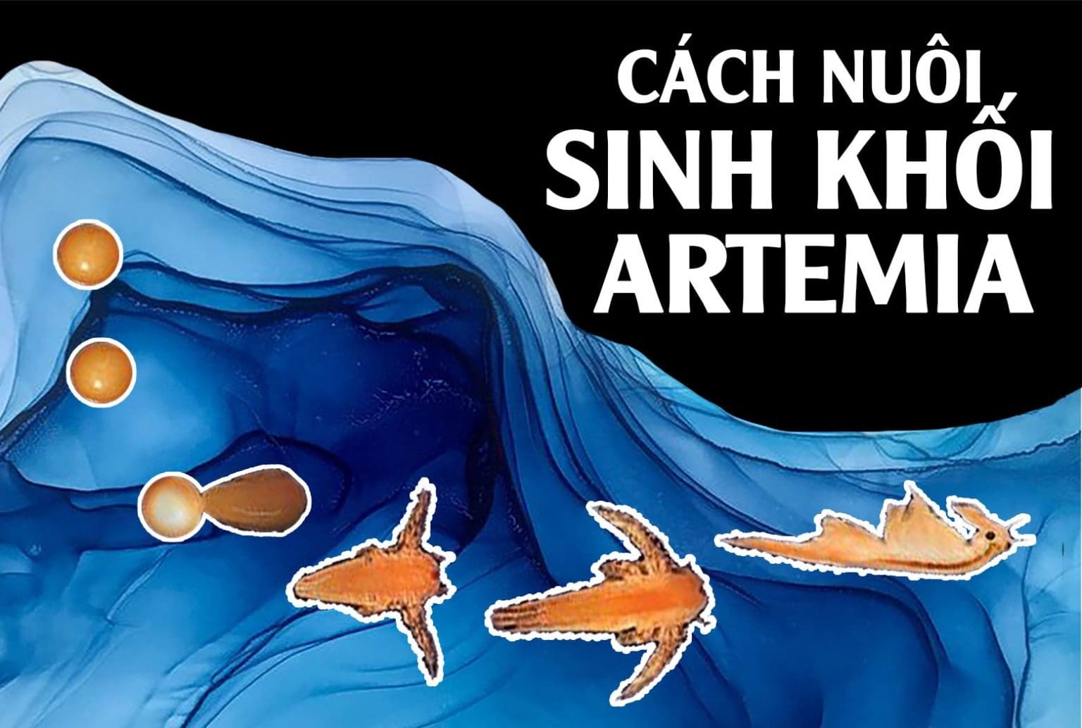 Cách Nuôi Trữ Artemia Sinh Khối Tại Nhà Đơn Giản | Hướng Dẫn Chi Tiết A-Z
