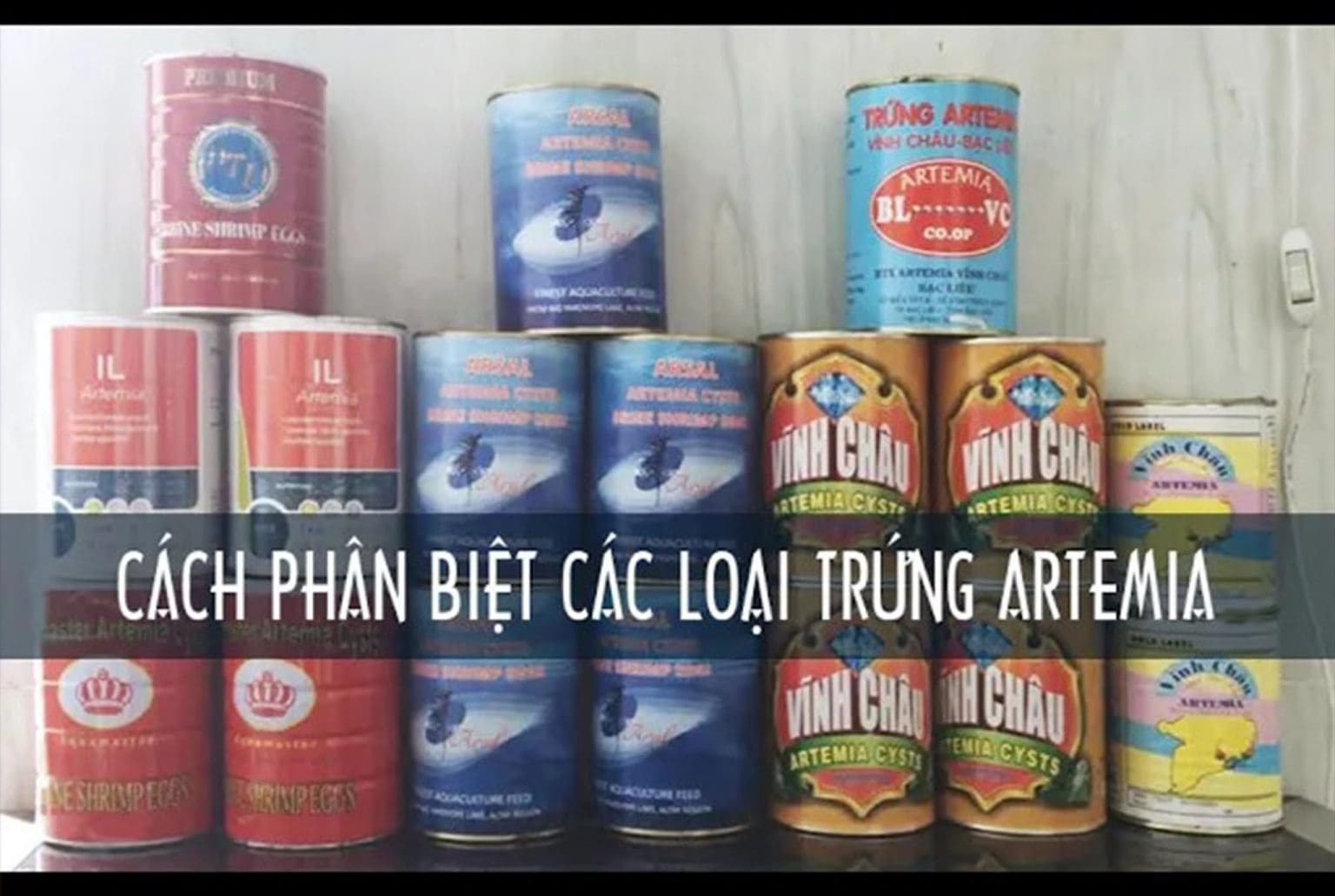 CÁCH PHÂN BIỆT CÁC LOẠI TRỨNG ARTEMIA