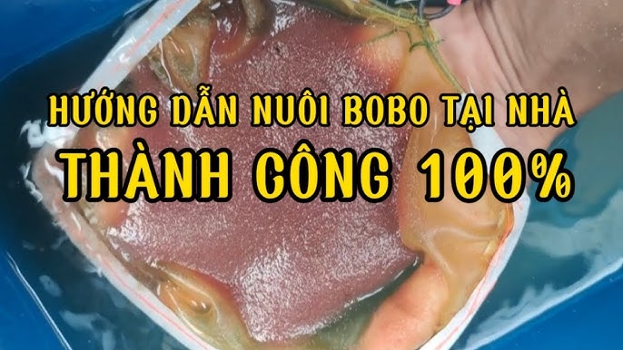 Hướng dẫn cách nuôi Bo Bo tại nhà siêu dễ