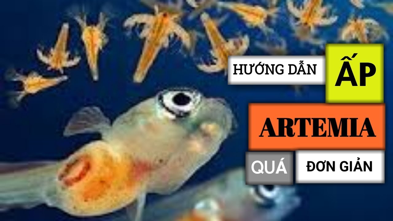 Tự Ấp Trứng Artemia Và Nuôi Tại Nhà – Thức Ăn Tươi Sống Cho Cá Cảnh