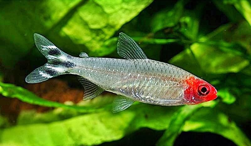 CÁ SÓC ĐẦU ĐỎ - RUMMY-NOSE TETRA - LOÀI CÁ THỦY SINH TUYỆT ĐẸP