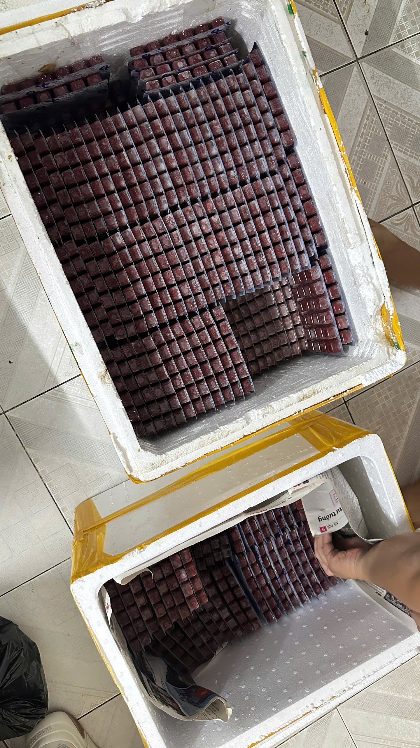 BOBO ĐÔNG LẠNH DẠNG VỈ 24 VIÊN CHO CÁ CẢNH