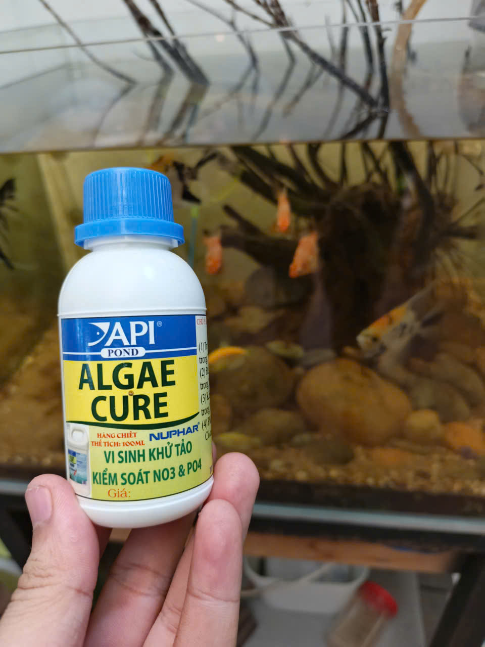 🌿 API Algae Cure 100mL | 500mL – Vi Sinh Kiểm Soát Tảo, Làm Trong Nước, Hỗ Trợ Giảm NO₃ & PO₄ Cho Hồ Cá