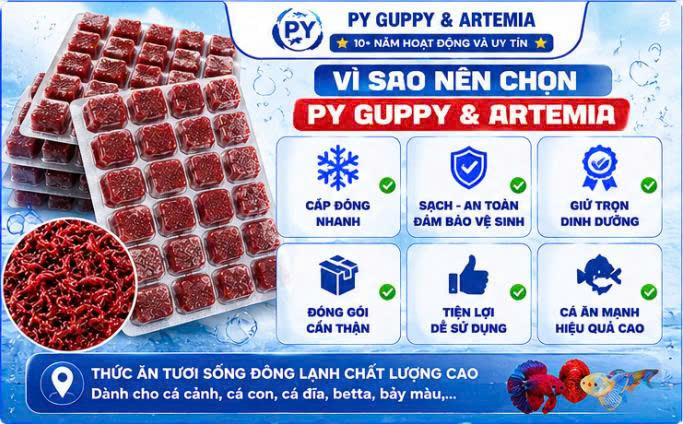 Trùn Huyết Đông Lạnh Dạng Viên Vỉ 24 Viên Cho Cá Cảnh - Thức ĂnTiện Lợi Giàu Dinh Dưỡng