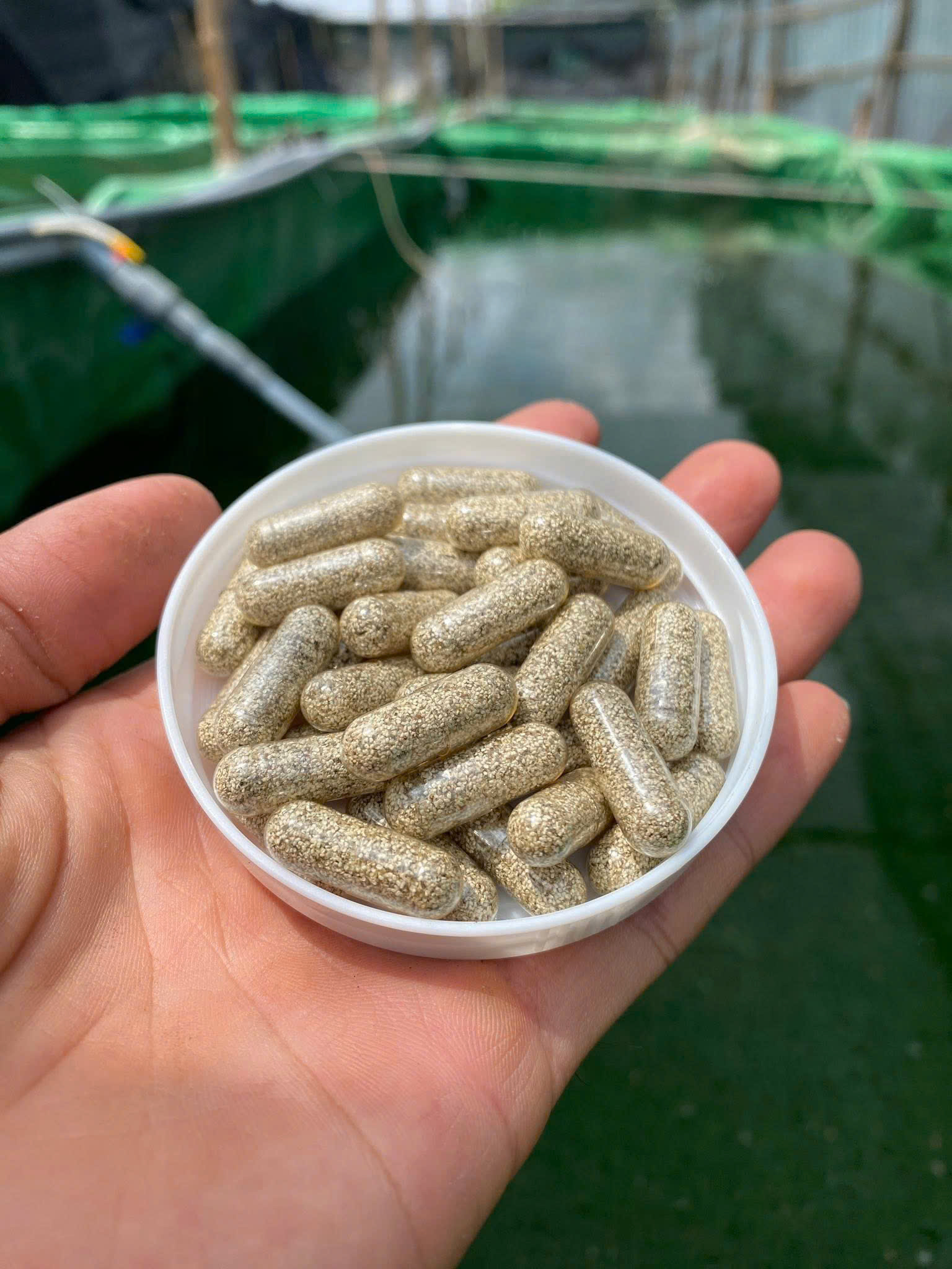 🐠🐠Combo 10 Viên - Trứng BoBo thức ăn cho cá cảnh🐠🐠