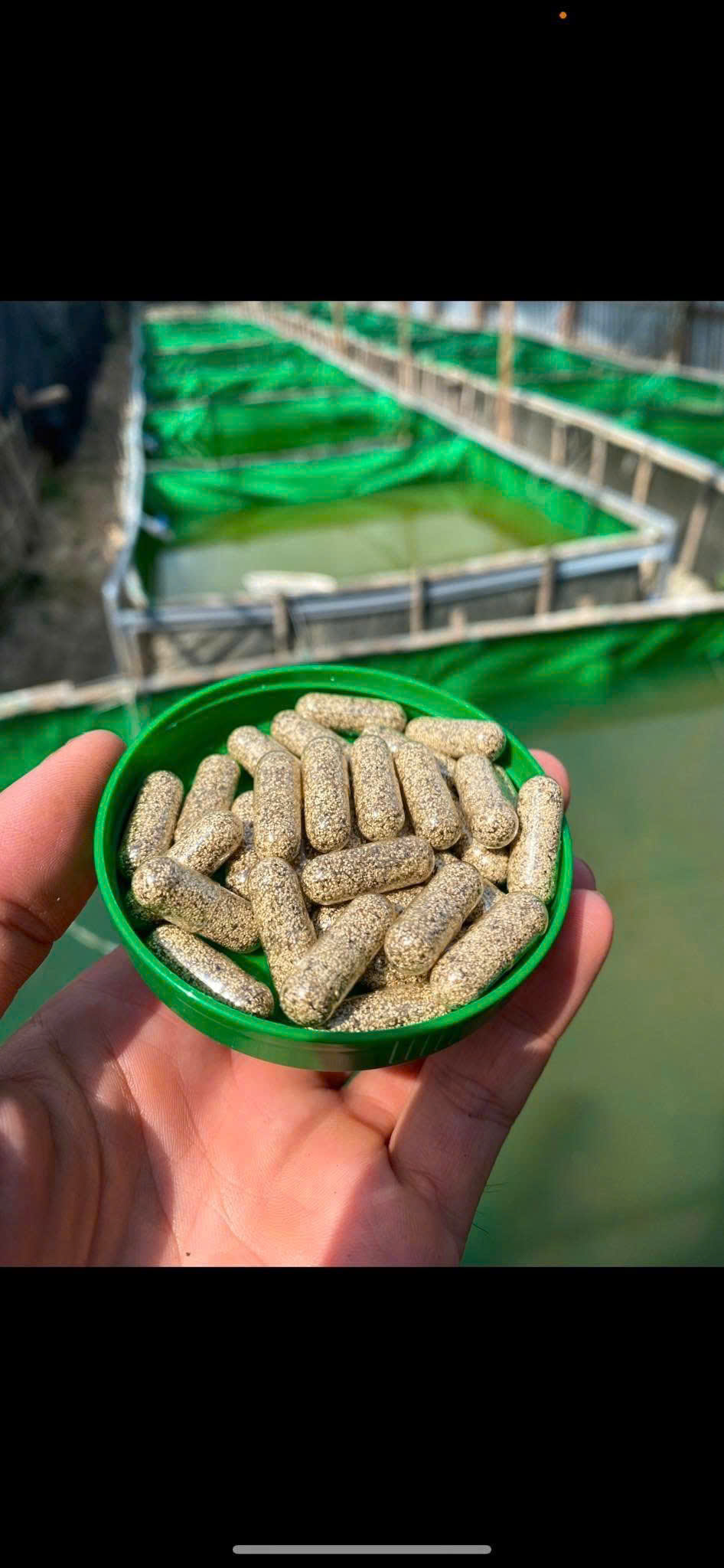 🐠🐠Combo 10 Viên - Trứng BoBo thức ăn cho cá cảnh🐠🐠