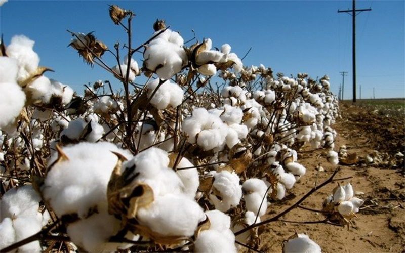 Tất Tần Tật Về Vải Cotton – “Người Bạn Thân Thiết” Trong Thời Trang Trẻ Em