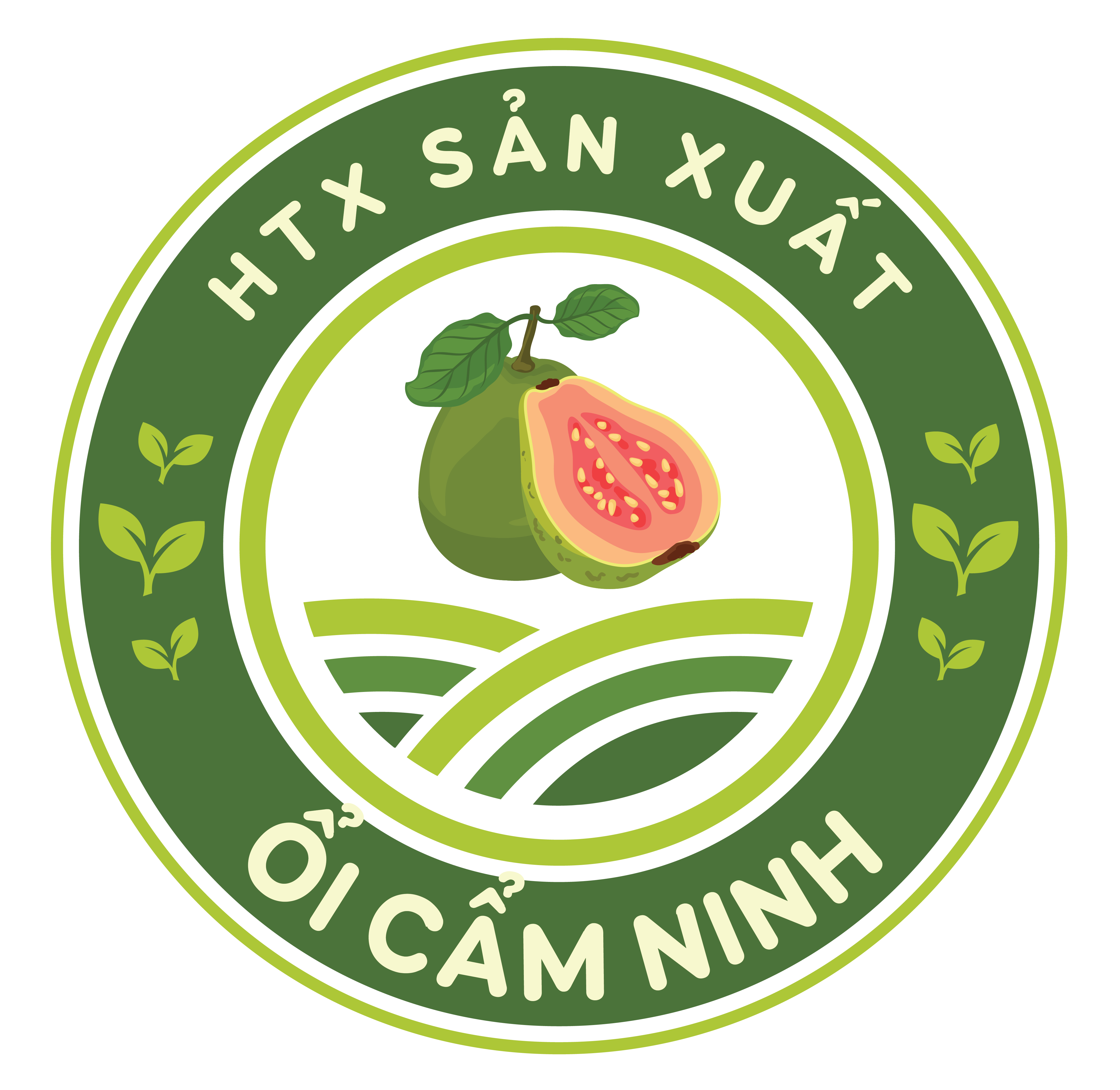 HTX sản xuất ổi Cẩm Ninh