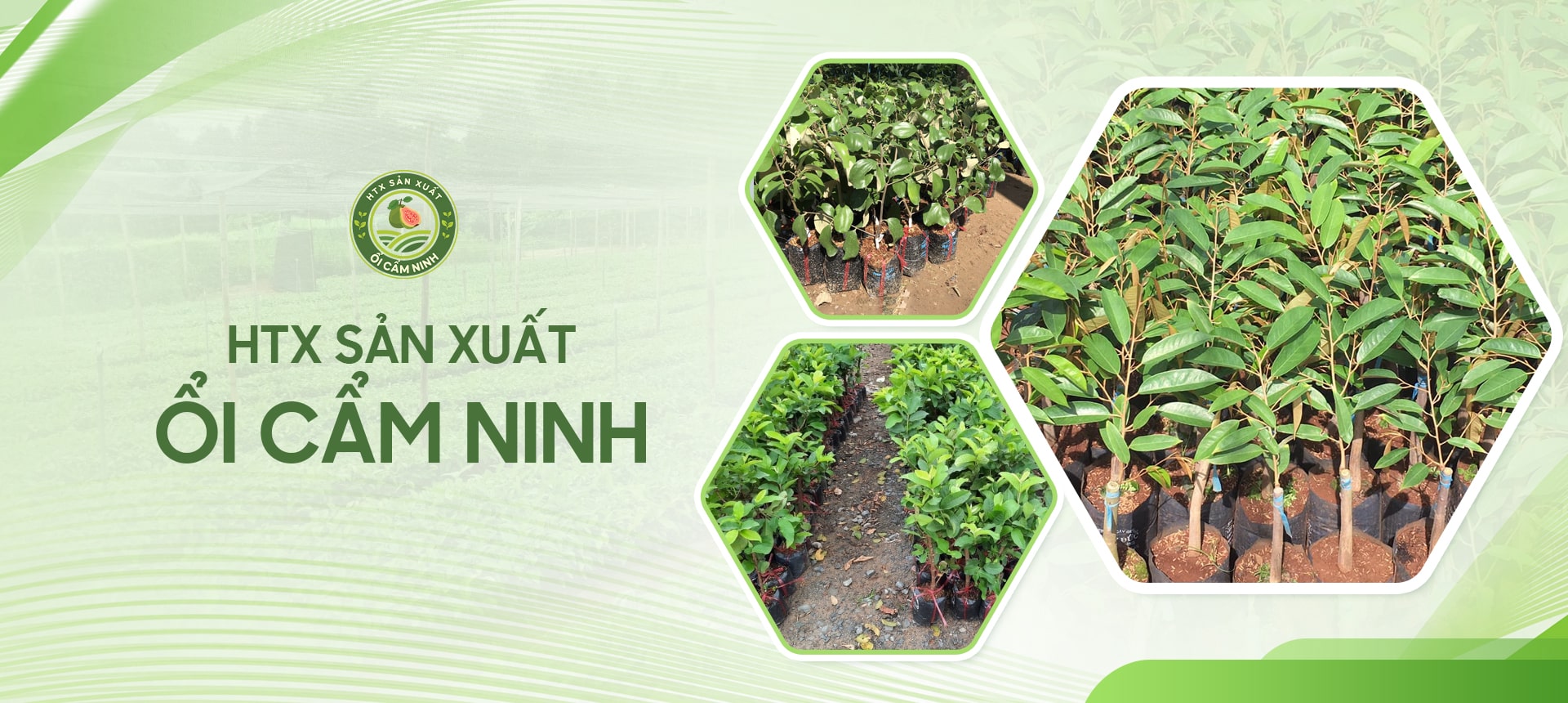 HTX sản xuất ổi Cẩm Ninh