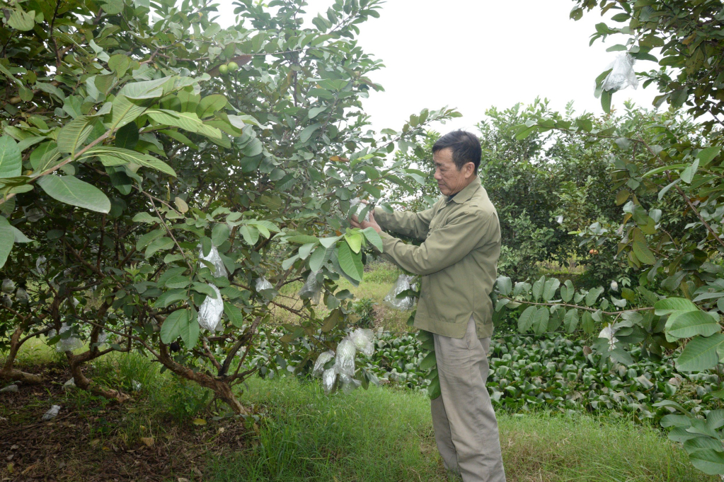 HTX rau quả Ngọc Bộ tham gia chuỗi sản xuất nông sản an toàn