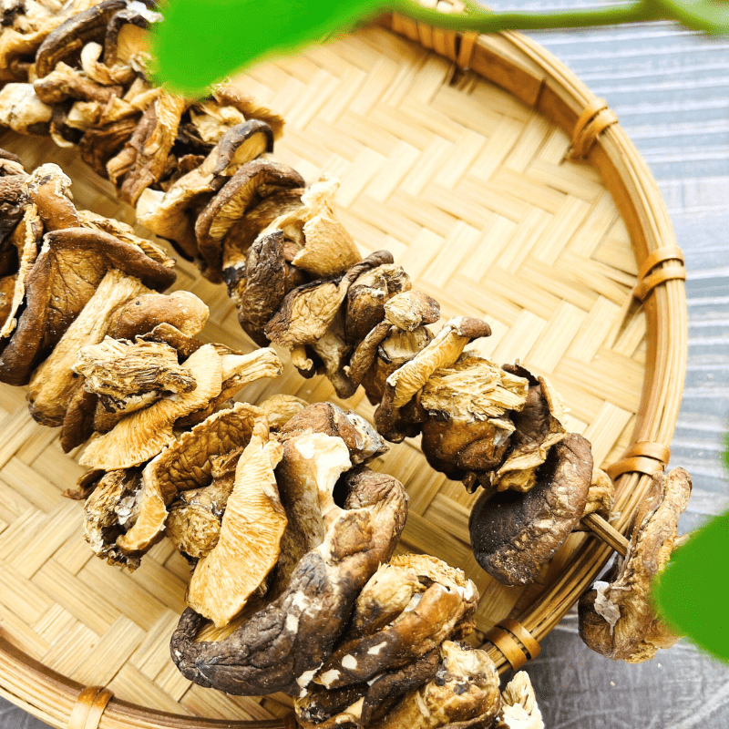 Nấm Hương Rừng Bắc Kạn - LTT