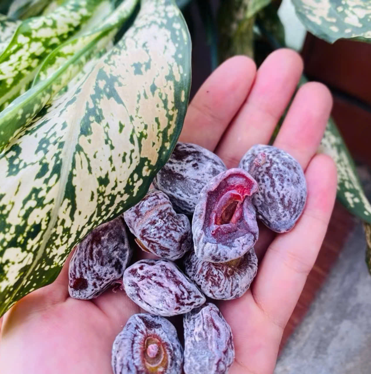 Xí Muội Thịt Chua Ngọt Không Hạt Siêu Ngon
