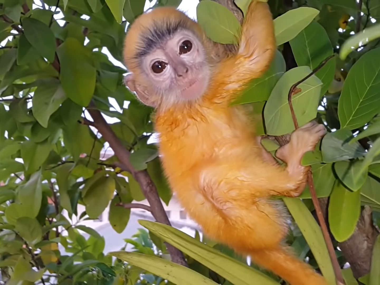 Việc chăm sóc Voọc rất khó khăn