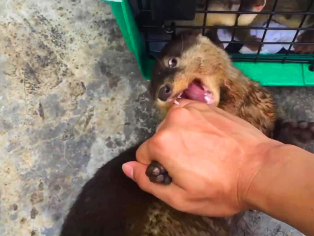 Hoạt động giải cứu rái cá bị bắt làm thú cưng gửi trả về tự nhiên