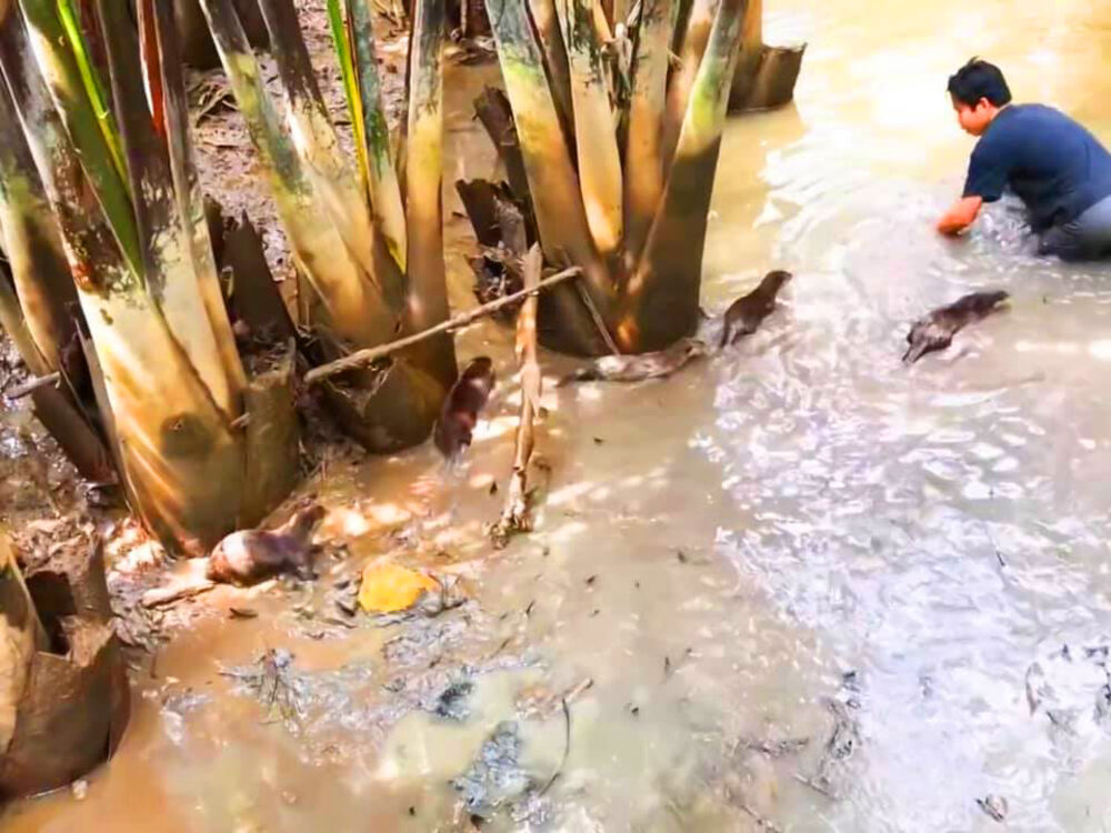 Chàng tiên cá Tiun tổ chức sự kiện tham quan rái cá hoang dã sống ở quận 9