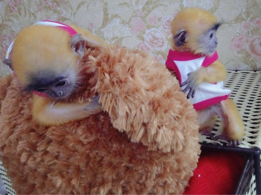 Câu Chuyện Giải Cứu Loài Voọc Ở Việt Nam Của Tiun
