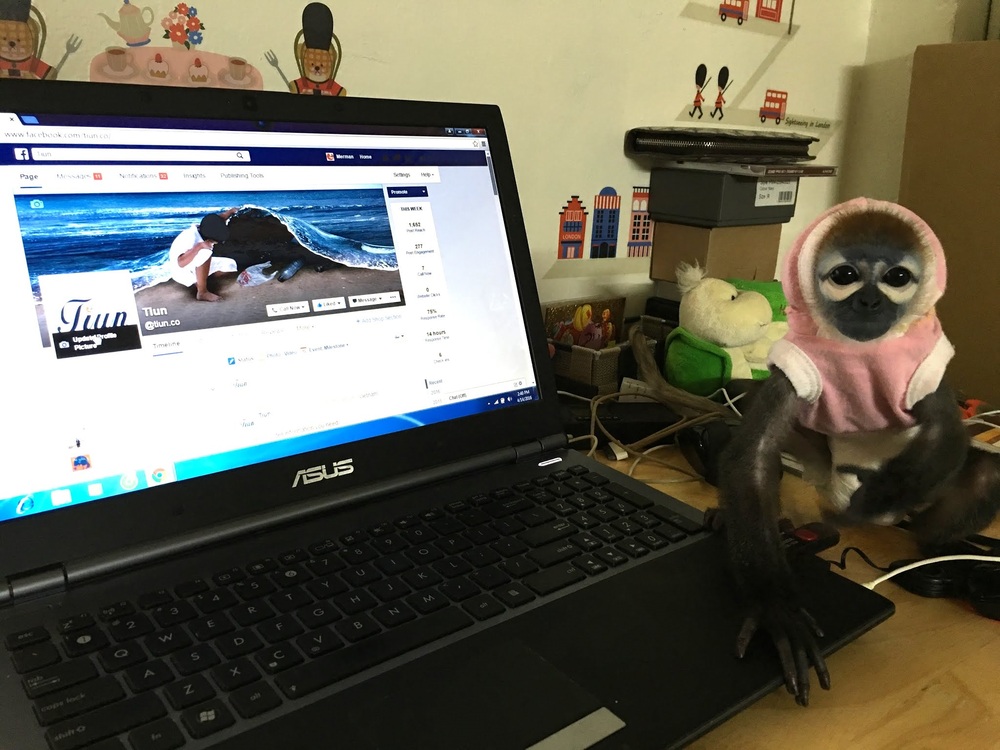 Câu Chuyện Giải Cứu Loài Voọc Ở Việt Nam Của Tiun