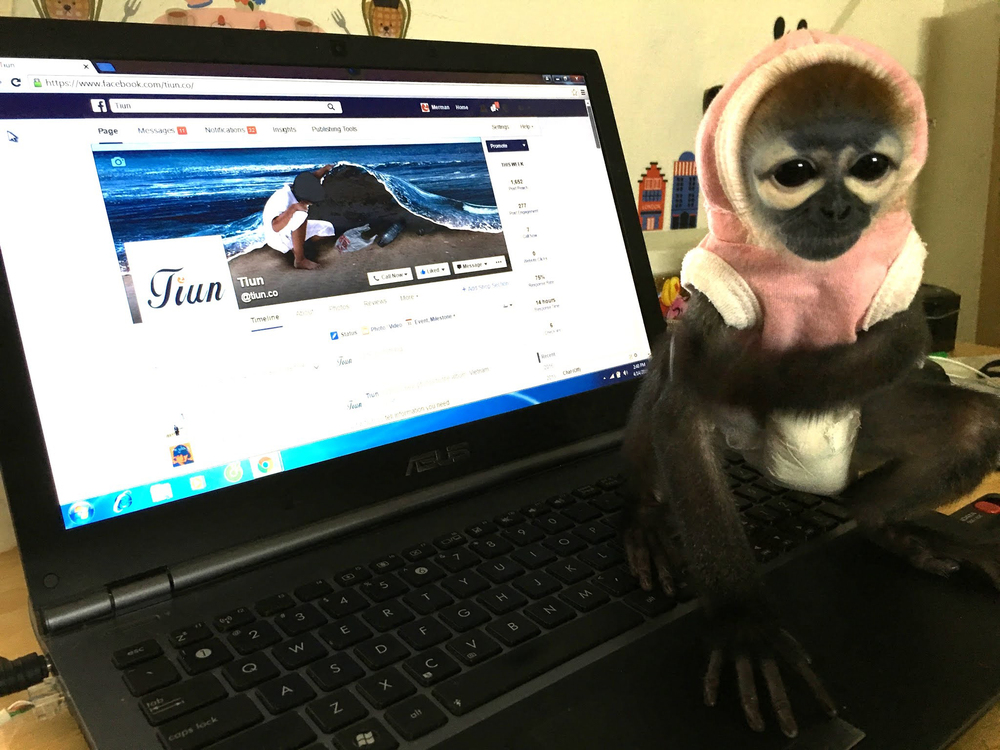 Câu Chuyện Giải Cứu Loài Voọc Ở Việt Nam Của Tiun