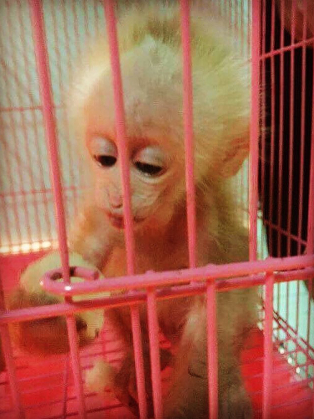 Câu Chuyện Giải Cứu Loài Voọc Ở Việt Nam Của Tiun
