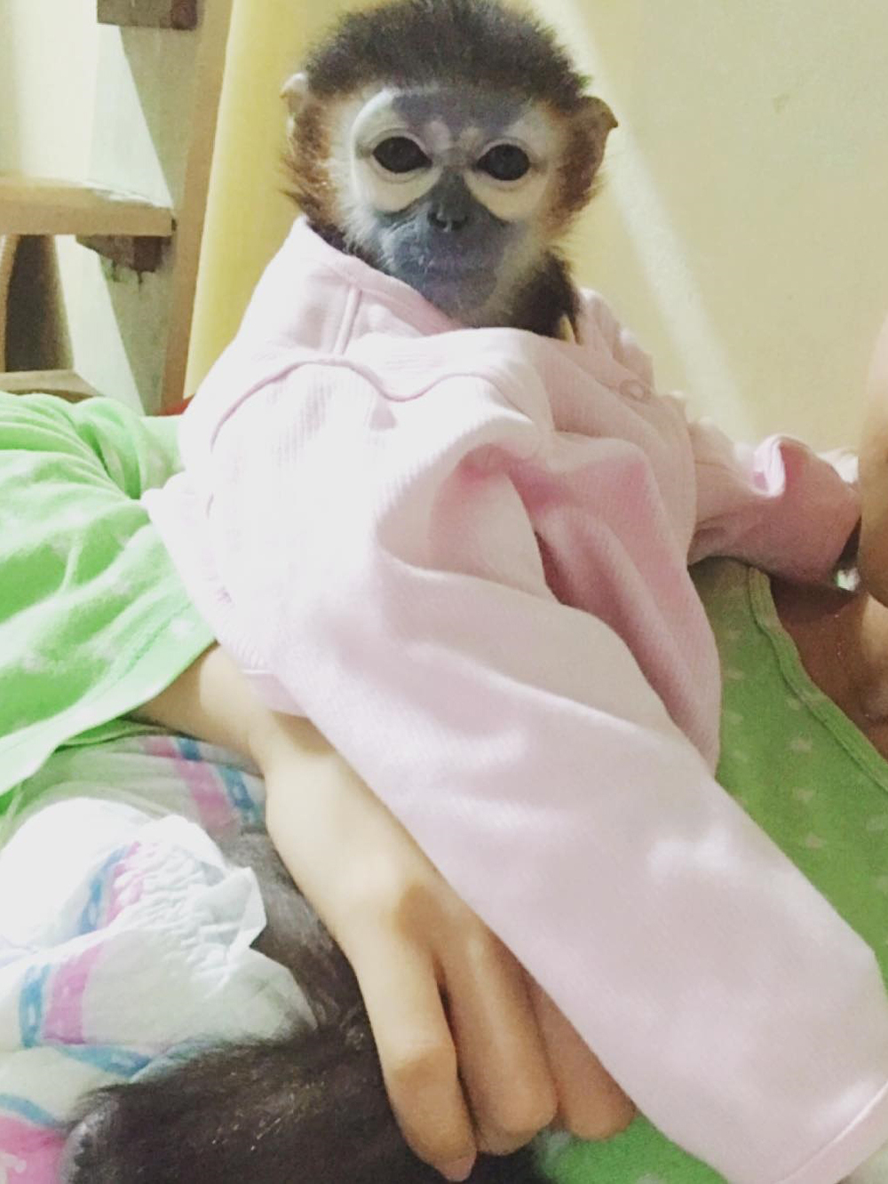 Câu Chuyện Giải Cứu Loài Voọc Ở Việt Nam Của Tiun