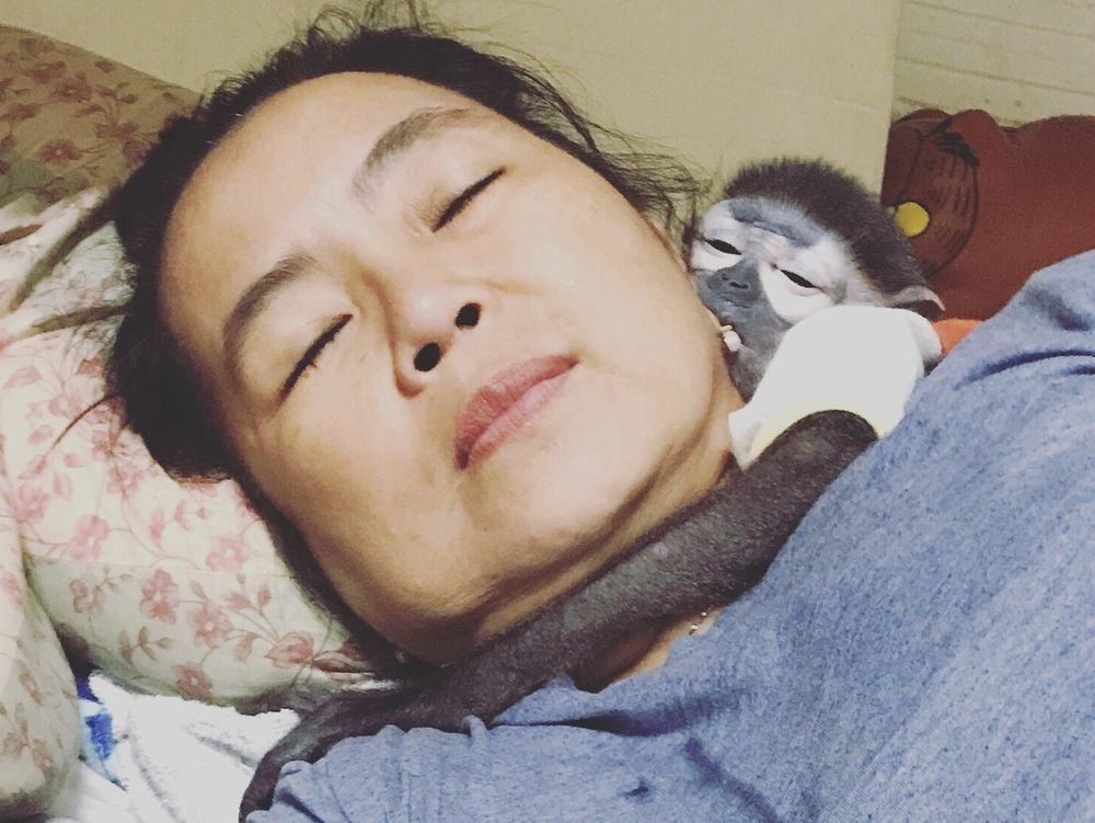 Câu Chuyện Giải Cứu Loài Voọc Ở Việt Nam Của Tiun