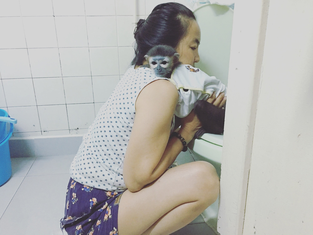 Câu Chuyện Giải Cứu Loài Voọc Ở Việt Nam Của Tiun