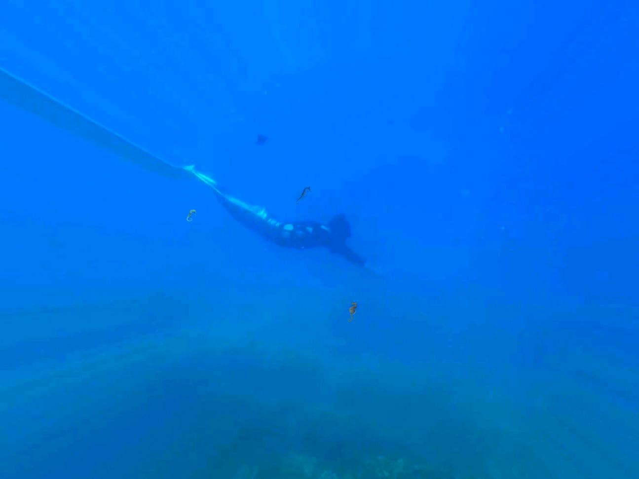 Tiên cá Tiun lặn biển cứu cá ngựa