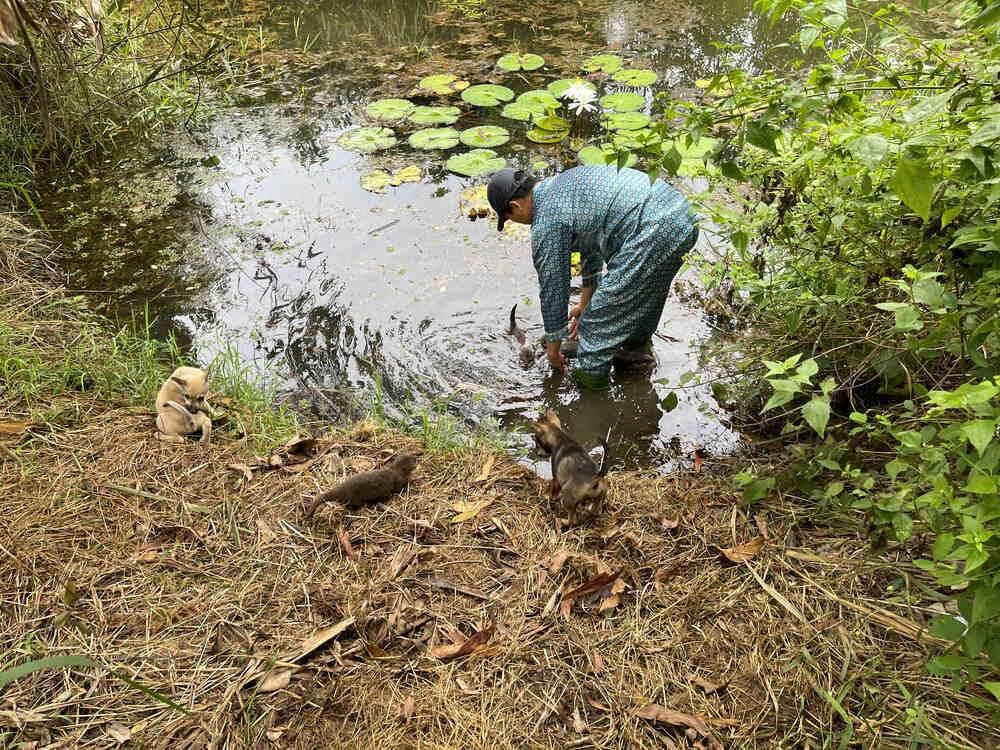Chàng Tiên Cá Trả Lời Câu Hỏi Phóng Vấn Tạp Chí Biển Việt Nam Về Bảo Tồn Rái Cá