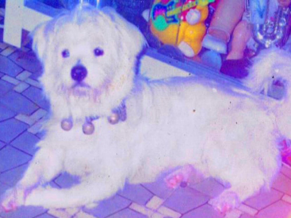 Đây là ông tổ của chó cá, Honey thuộc giống chó quý tộc Maltese