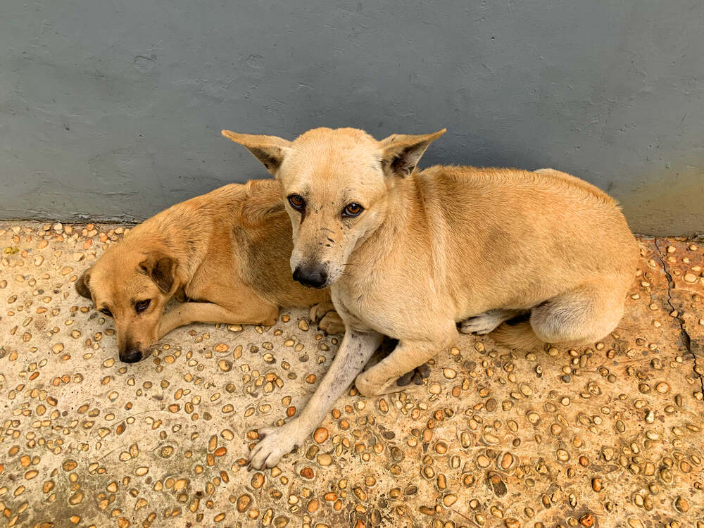 Xèng thuộc giống chó Ridgeback Phú Quốc có lai với Dingo Đông Dương