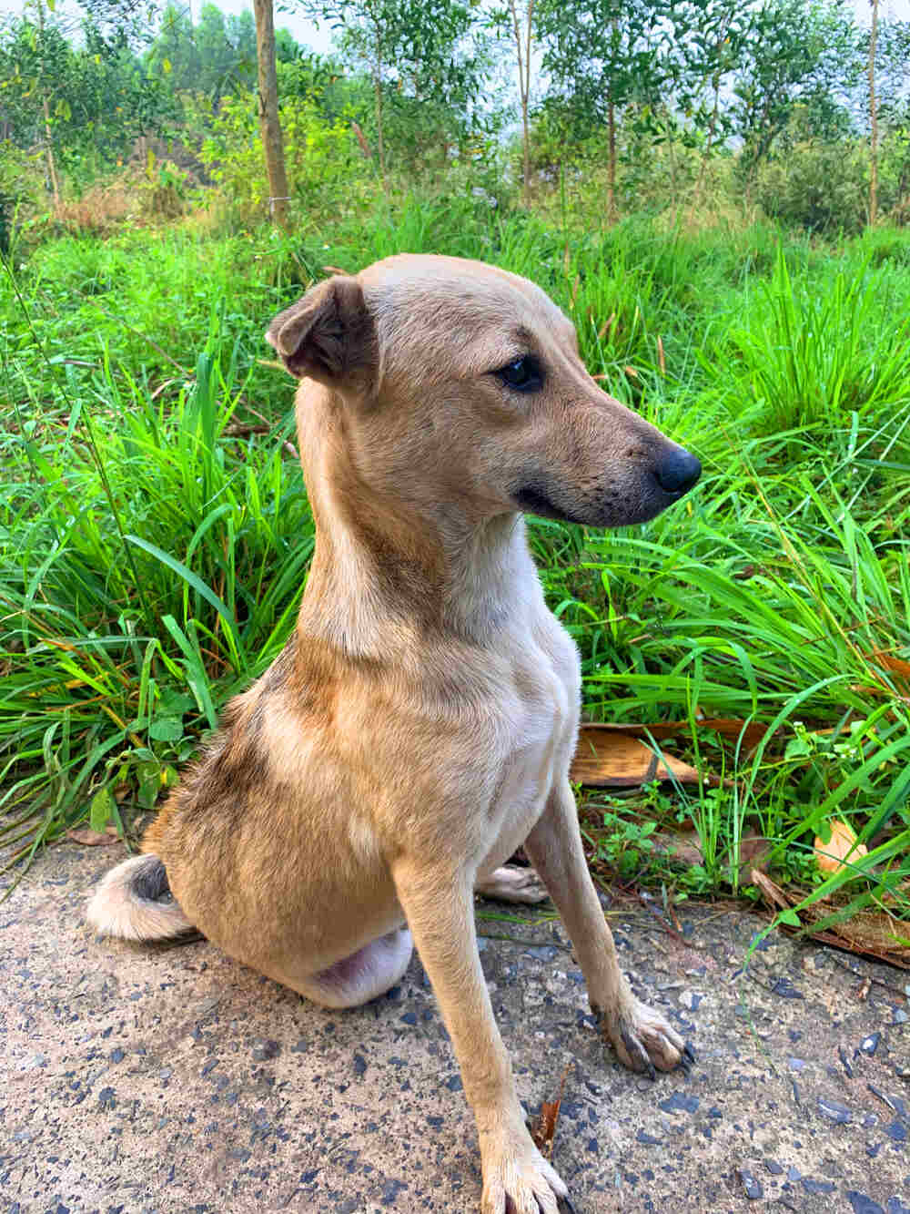 Lỗ tai chó cá khi mở