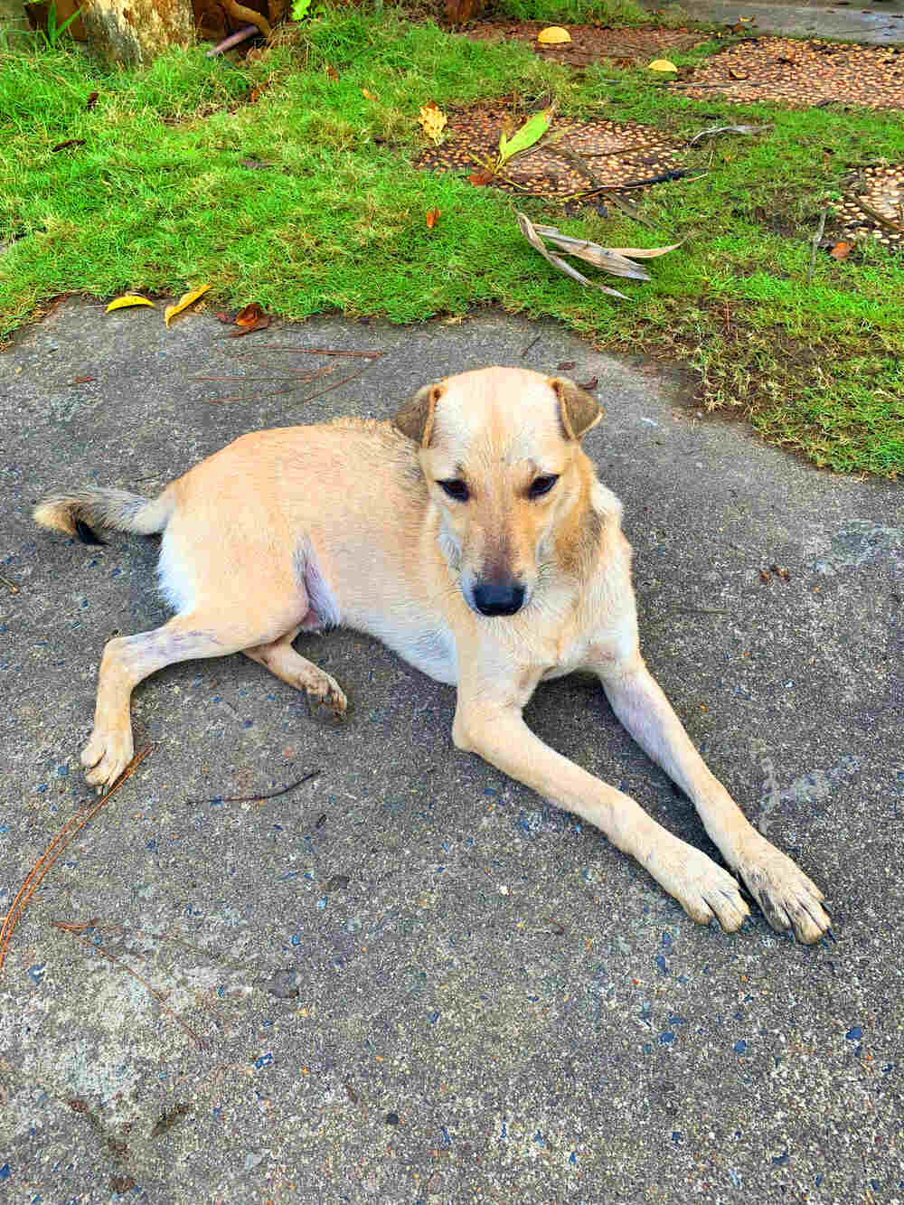 Lỗ tai chó cá khi đóng giống chó quý tộc Maltese