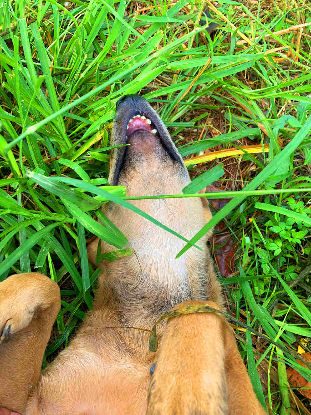 Cái miệng răng hô tự nhiên giống cá mập mako của chó cá Lucky